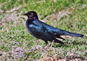 Euphagus cyanocephalus